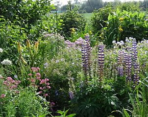 Bloeiende tuin bij Vakantiehuisje in Ritthem, Walcheren, Zeeland met kleurrijke bloemen en groene planten.