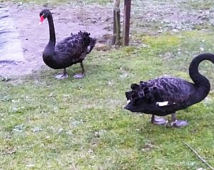 Zwarte zwanen in de omgeving van Vakantiehuisje in Ritthem, Walcheren, Zeeland bij een vijver.