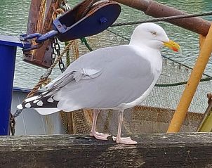Verblijf 6301134 - Vakantiewoning Zeeuws-Vlaanderen - Ghistel