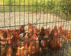 Leuke boerderijervaring met kippen bij vakantiehuisje in Borssele, ideaal voor een gezinsvakantie in Zeeland.