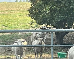Schapen in de weide bij vakantiehuisje in Borssele, Zuid-Beveland, omringd door prachtige natuur.