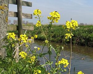 Bloeiende bloemen langs de rivier bij Huisje in Brandwijk, Alblasserwaard, perfect voor natuurliefhebbers.