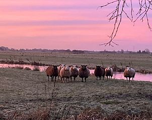 Sheep at sunset near Cottage in Stolwijk, vacation home in Alblasserwaard.
