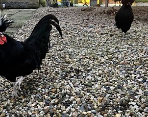 Chickens in the yard of Huisje in Stolwijk, vacation accommodation in South Holland with rural charm.