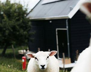 Schapen in de omgeving van Vakantiehuisje in Langerak, Alblasserwaard, voor een landelijke sfeer.