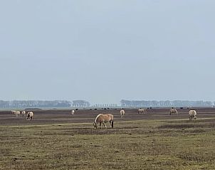 Sheep grazing near Cottage in Sommeldsijk, a vacation home in the rural surroundings of Sommelsdijk, Goeree-Overflakkee.