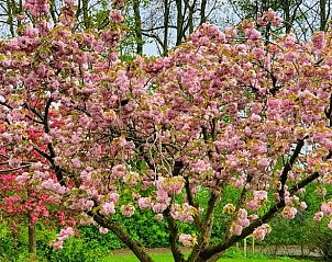 Prachtige bloesem in de tuin van Huisje in Stellendam, vakantiewoning in Goeree-Overflakkee, Zuid-Holland.