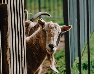 Schattige geiten bij Huisje in Stellendam, vakantiehuis in Goeree-Overflakkee, Zuid-Holland.