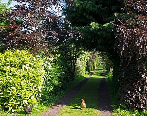 Kippen in de tuin van Vakantiehuis in Hazerswoude-Dorp, Zuid-Holland.