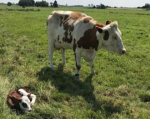 Koeien in de weide naast Vakantiehuis in Leidschendam, een idyllisch landschap.