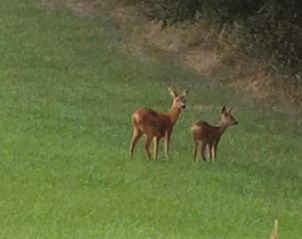 Verblijf 7202801 - Vakantie appartement Sauerland (Winterberg) - Hennetaler Hof