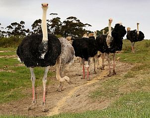 Verblijf 9627202 - Vakantiewoning West-Kaap - Skeiding Guest Farm