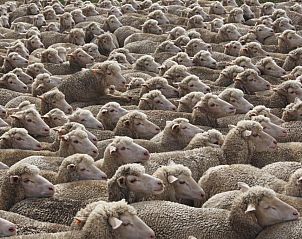 Verblijf 9627202 - Vakantiewoning West-Kaap - Skeiding Guest Farm