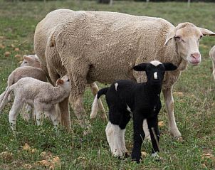 Verblijf 9627202 - Vakantiewoning West-Kaap - Skeiding Guest Farm