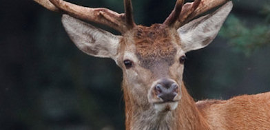 Veluwe