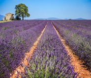Provence / Cote d'Azur